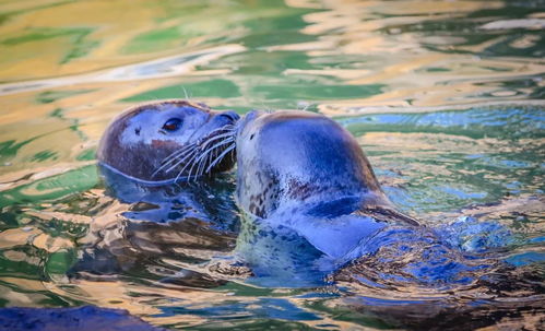 动物王国新引进四只海豹,水生动物家族喜添新丁