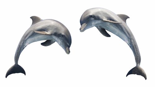 海豚是一种分布广泛 种类繁多的水生哺乳动物 腾讯新闻